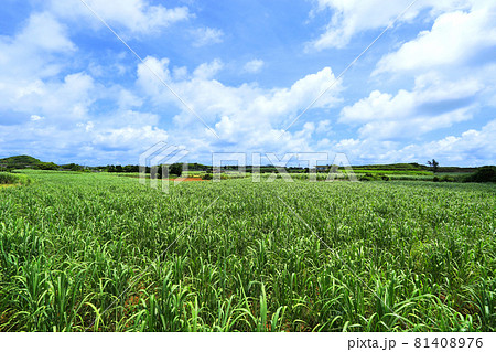 沖縄　宮古島の風景　さとうきび畑 81408976
