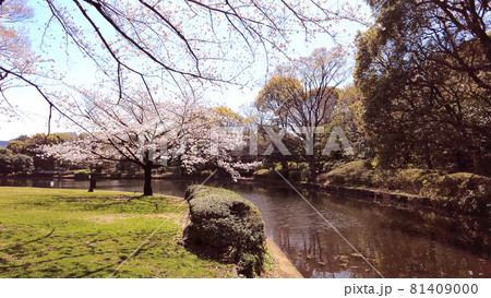 北の丸公園の桜 北の丸公園の桜 81409000