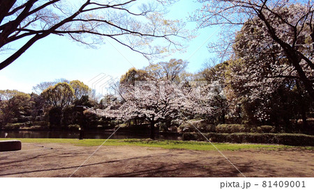 北の丸公園の桜 81409001