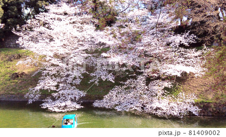 千鳥ヶ淵の桜 81409002
