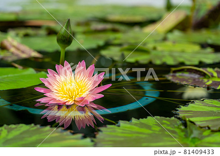 滋賀県草津市 水生植物公園みずの森の温室ロータス館の池に浮かぶ水蓮の花の写真素材