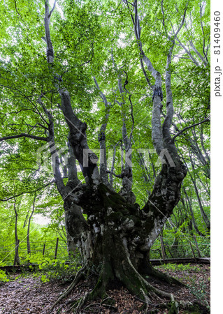 中島台レクリエーションの森　あがりこ大王 81409460