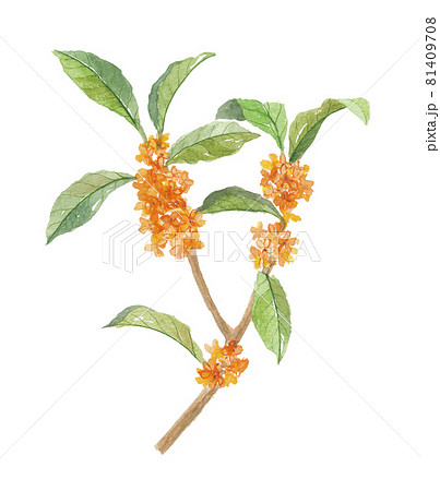 金木犀　キンモクセイ 81409708