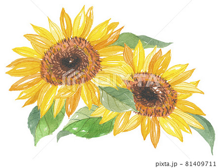 向日葵 ひまわり 2本 向日葵 ひまわり 2本 81409711