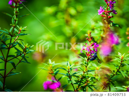 ヒゴタイ公園のブルービー蜂 81409753