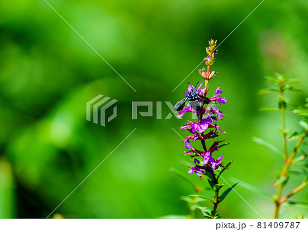 ヒゴタイ公園のブルービー蜂 81409787