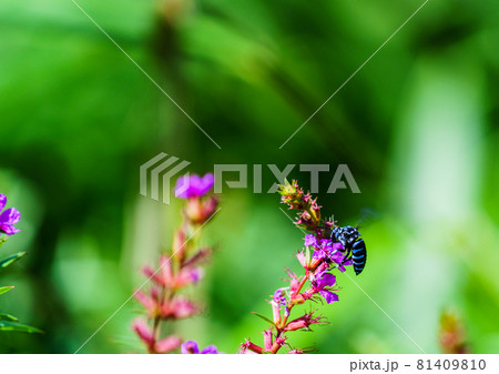 ヒゴタイ公園のブルービー蜂 81409810