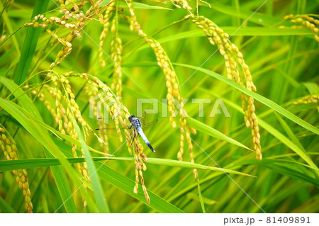 シオカラトンボ シオカラトンボ 81409891