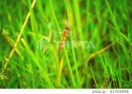 ウスバキトンボ 81409898