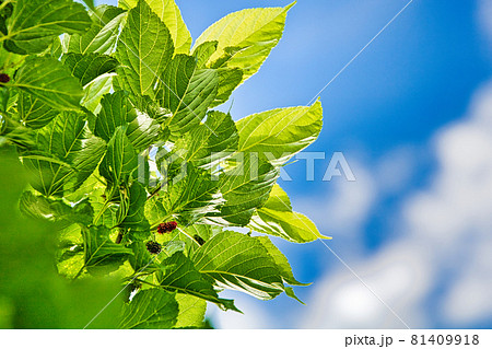 桑の木と青い空 81409918