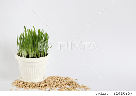 Sprouts in a pot with oat grains around it. On a white background. Copy space. Sprouts in a pot with oat grains around it. On a white background. Copy space. 81410357