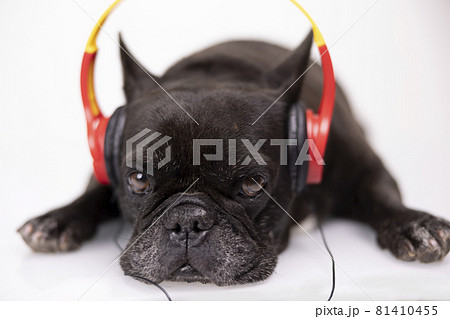 A french bulldog with headphones A french bulldog with headphones 81410455