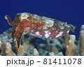 Broadclub Cuttlefish, Sepia latimanus 81411078