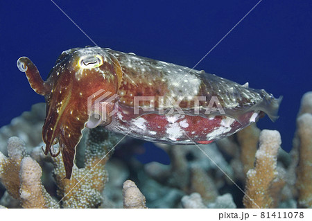 Broadclub Cuttlefish, Sepia latimanus Broadclub Cuttlefish, Sepia latimanus 81411078