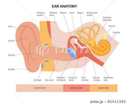Ear anatomy diagram Ear anatomy diagram 81411393