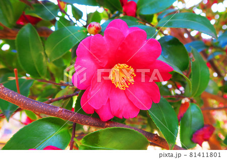 サザンカの花のある風景 サザンカの花のある風景 81411801