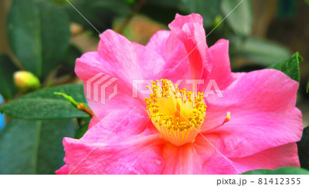 サザンカの花のある風景 サザンカの花のある風景 81412355