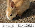 ごはんを探すうさぎ 81412681