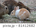 親子うさぎの食事 81412682