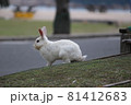 狙いを定めるうさぎ 81412683