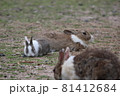 うさぎ親子の休憩 81412684