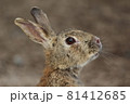 顔をあげているうさぎ 81412685