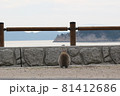 黄昏うさぎ 81412686