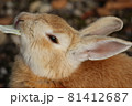 食べる？寝る？ 81412687
