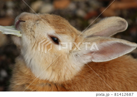 食べる？寝る？ 81412687