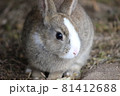 美うさぎ 81412688