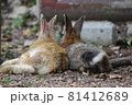 寄り添ううさぎ 81412689