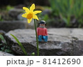 黄色い花 81412690