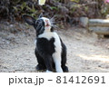 のけぞるうさぎ 81412691
