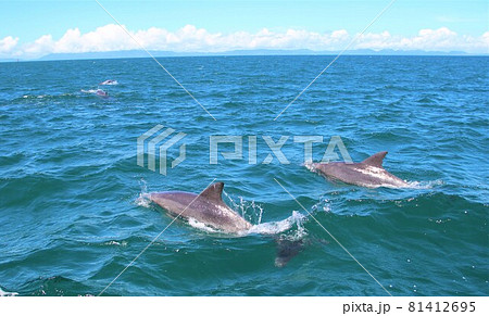 大海原で自由に泳ぐ野生のイルカウォッチング 大海原で自由に泳ぐ野生のイルカウォッチング 81412695