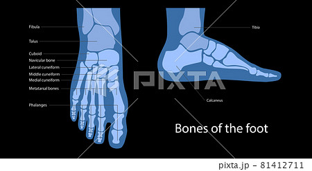 Foot bones anatomy 81412711