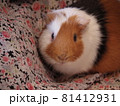 ちょこんと座る　三毛のかわいいモルモット 81412931