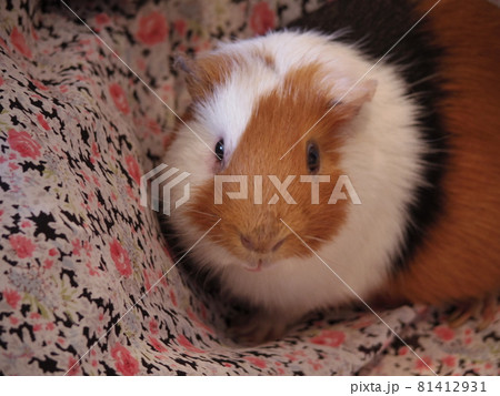 ちょこんと座る 三毛のかわいいモルモット ちょこんと座る 三毛のかわいいモルモット 81412931