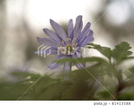 野花の紫色の世界【花・植物】 野花の紫色の世界【花・植物】 81413588