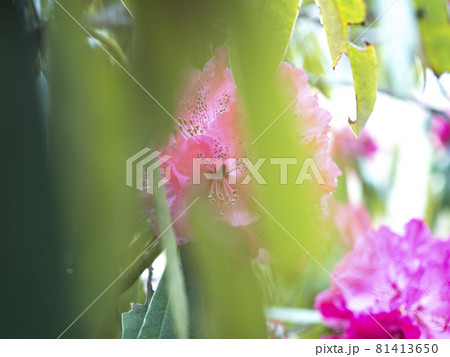 シャクナゲの赤い世界【花・植物】 81413650