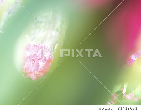 シャクナゲの赤い世界【花・植物】 81413651