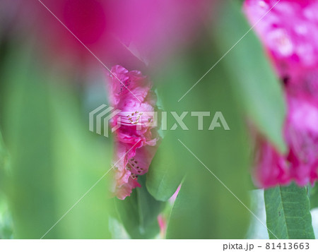 シャクナゲの赤い世界【花・植物】 シャクナゲの赤い世界【花・植物】 81413663
