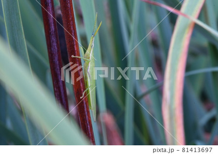 バッタ バッタ 81413697