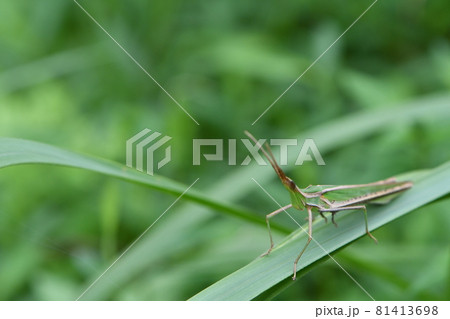 バッタ 81413698