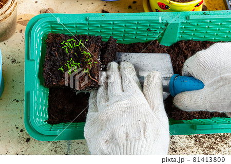 Plant transplantation process close up. Gardening accessories Plant transplantation process close up. Gardening accessories 81413809
