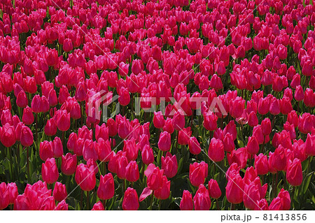 チューリップ 81413856