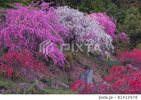 枝垂花桃 81413978