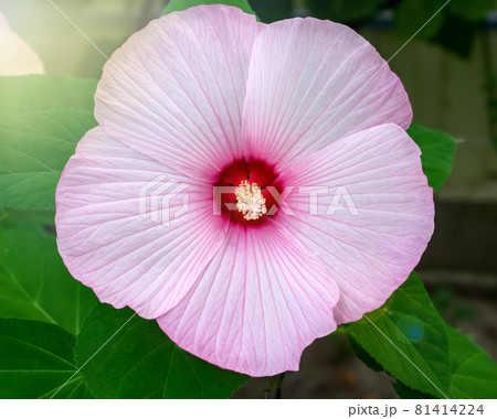 Hibiscus marsh pink, beautiful flower with deep pink center and delicate pink leaves. Varieties Gentle nature, Kopper King, Summer Storm, Pink Candy (Malvaceae, Hibiscus moscheutos, Hibiscus trionum) Hibiscus marsh pink, beautiful flower with deep pink center and delicate pink leaves. Varieties Gentle nature, Kopper King, Summer Storm, Pink Candy (Malvaceae, Hibiscus moscheutos, Hibiscus trionum) 81414224