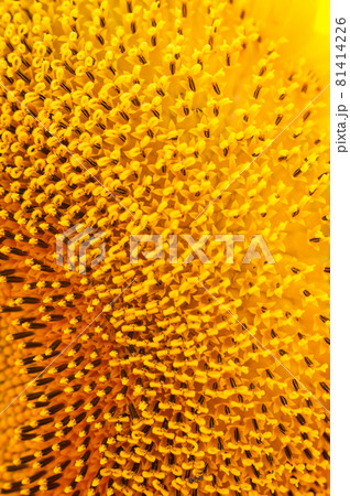Blooming sunflower head, pistils and stamens close-up. Floral yellow pattern. Abstract background, texture. Vertical photo 81414226