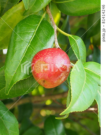 ツバキの実 ツバキの実 81414246