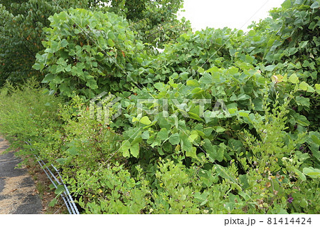 真夏に甘い香りをさせ 紫の花を咲かせる クズの写真素材